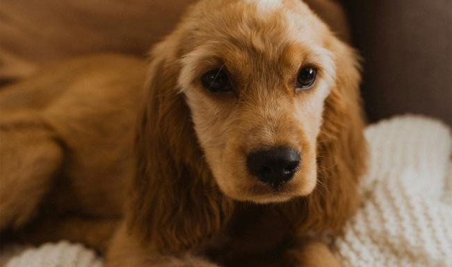 a dog lying on a couch